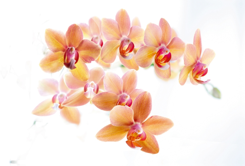 Phalaenopsis Orchideenrispe in orange und rot.