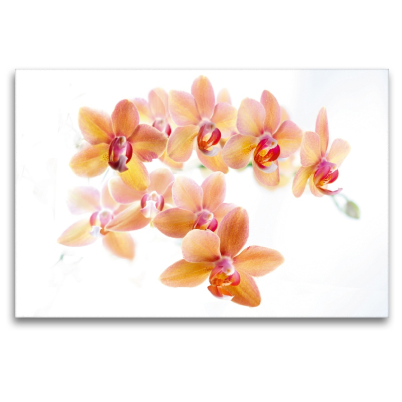 Phalaenopsis Orchideenrispe in orange und rot.