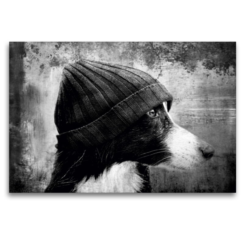 Bild auf Leinwand Border Collie