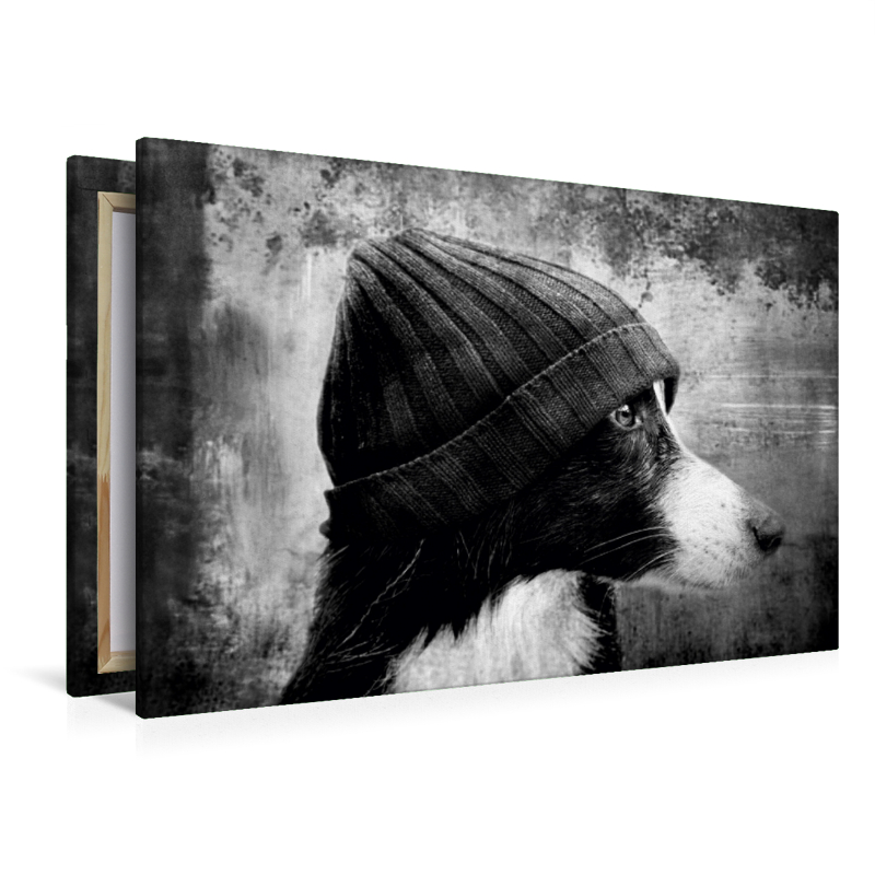 Bild auf Leinwand Border Collie