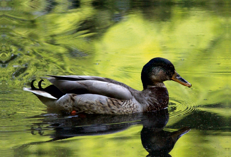 Enten-Romantik