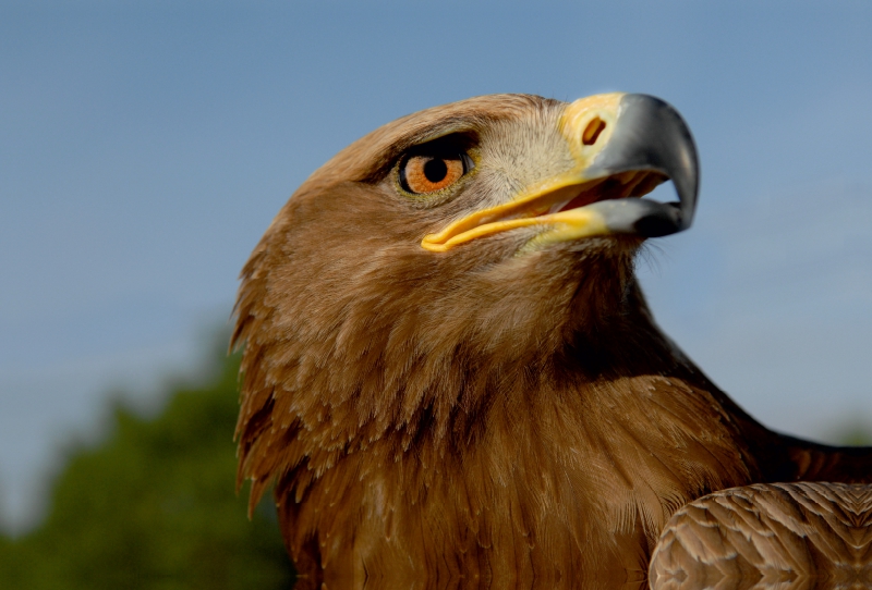 Steinadler (Aquila chrysaetos)