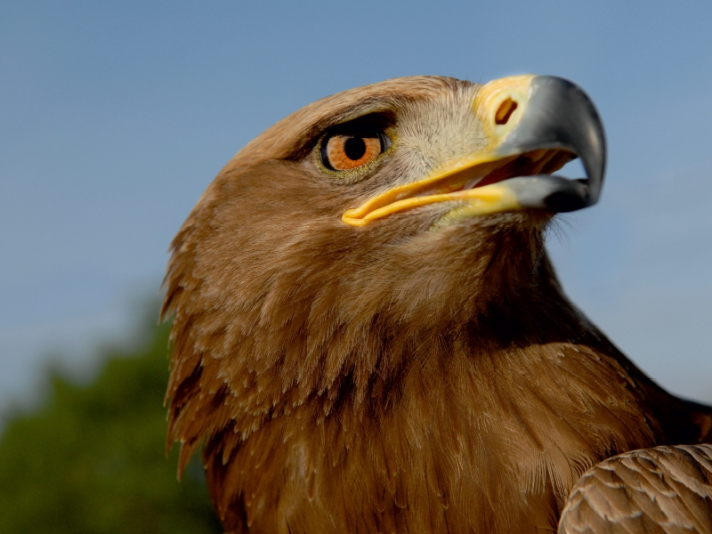 Steinadler (Aquila chrysaetos)