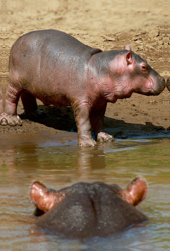 Hippobaby auf Landgang