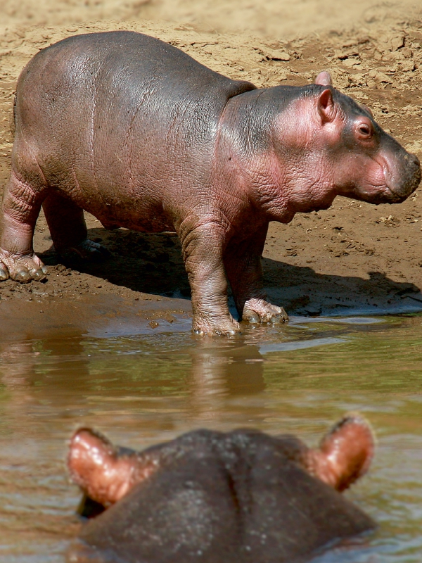 Hippobaby auf Landgang