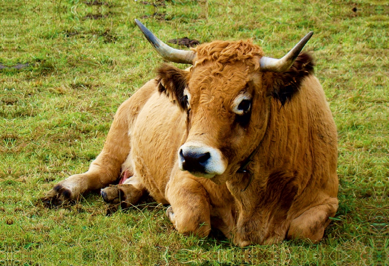 Sie hört auf den Namen ' Larissa '  . Zuchtkuh der französichen Rinderrasse Aubrac