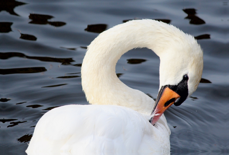 Mein lieber Schwan!