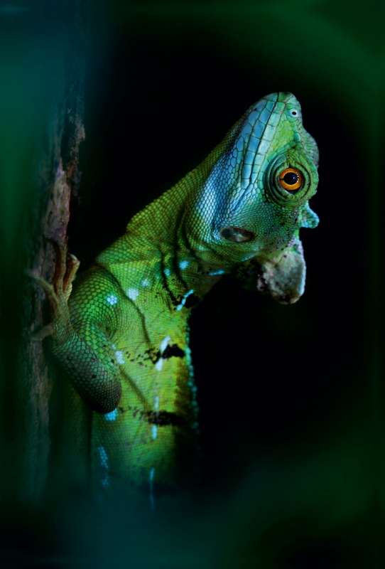 Basilisk eine Echse,die auch auf dem Wasser laufen kann.