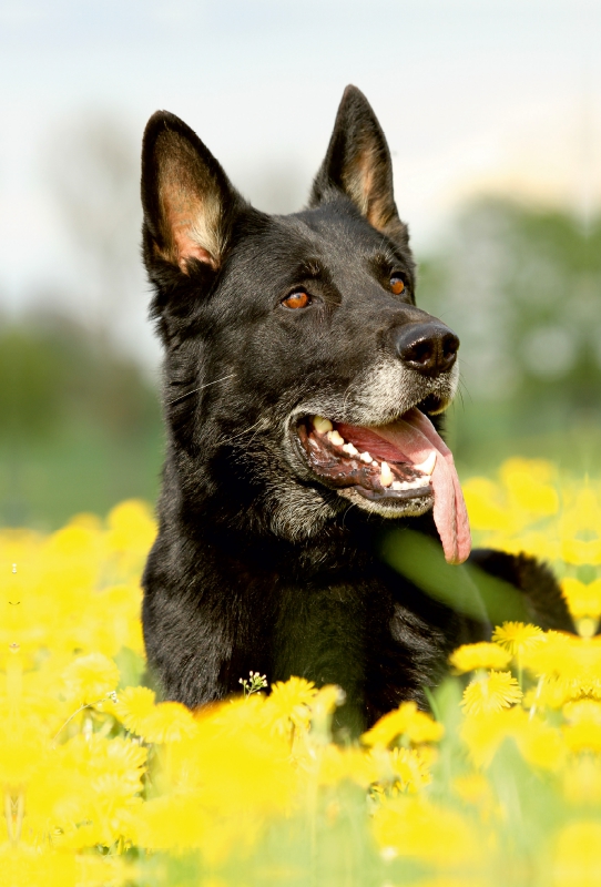 Deutscher Schäferhund