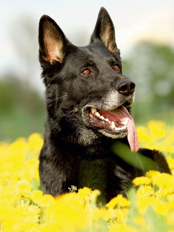 Deutscher Schäferhund