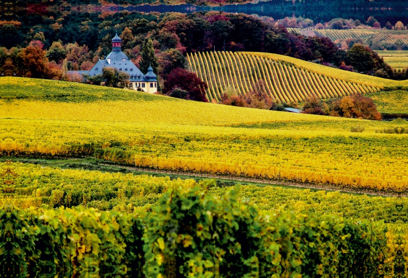 Rheingau - Rieslingland