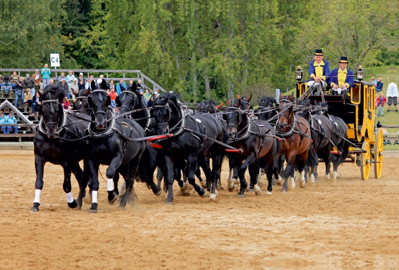 Moritzburger Hengstparade: 16 Hengste vor der Postkutsche!