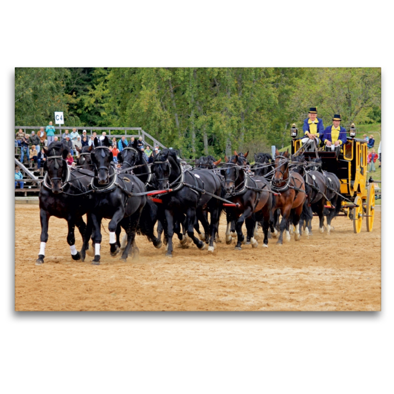 Moritzburger Hengstparade: 16 Hengste vor der Postkutsche!