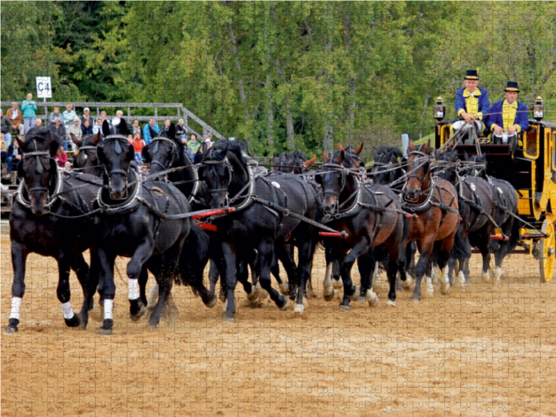 Moritzburger Hengstparade: 16 Hengste vor der Postkutsche!