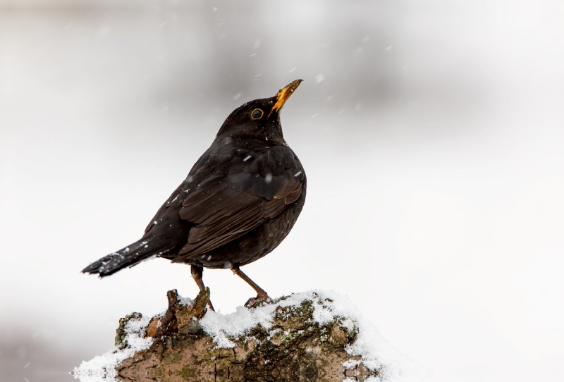 Amsel