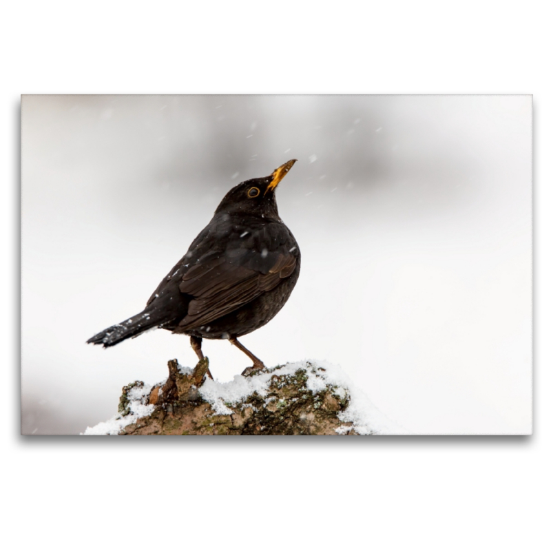 Amsel