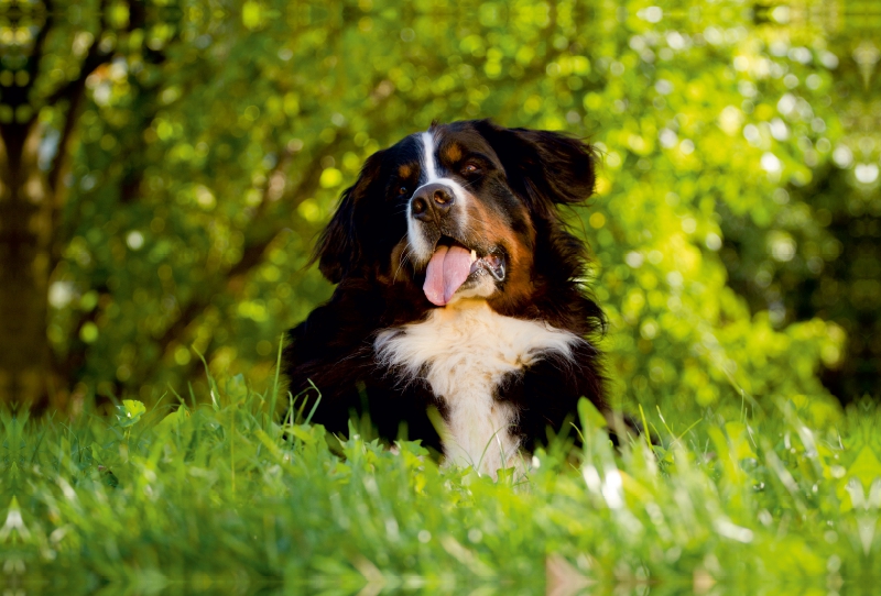 Berner Sennenhund