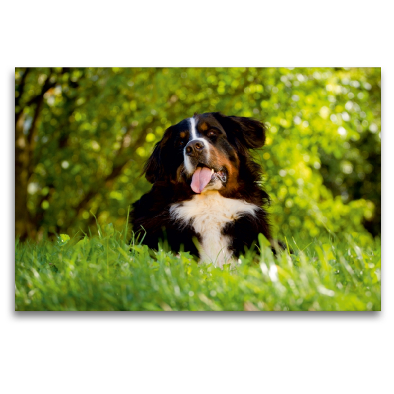 Berner Sennenhund