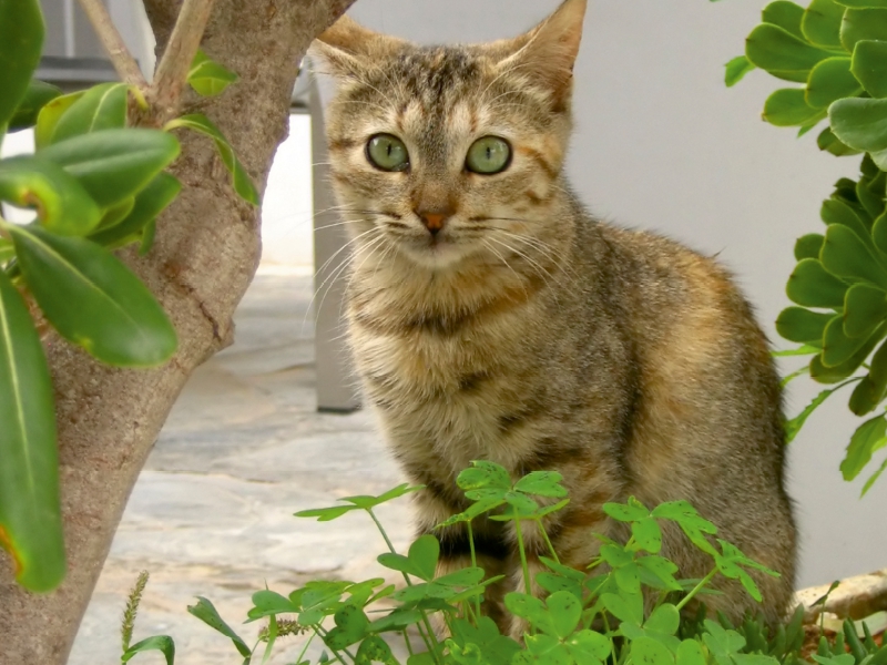 Katzen der Kykladen - Frühling auf Naxos