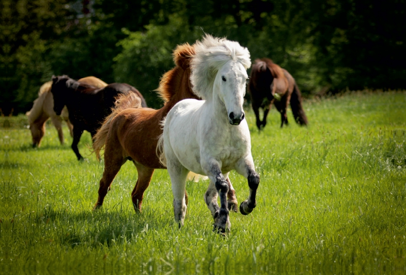 Ein Motiv aus dem Kalender Isländer - icelandic horses