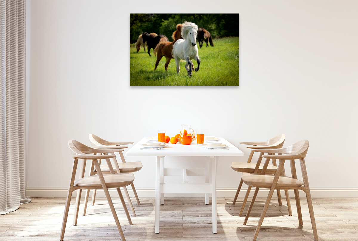 Ein Motiv aus dem Kalender Isländer - icelandic horses