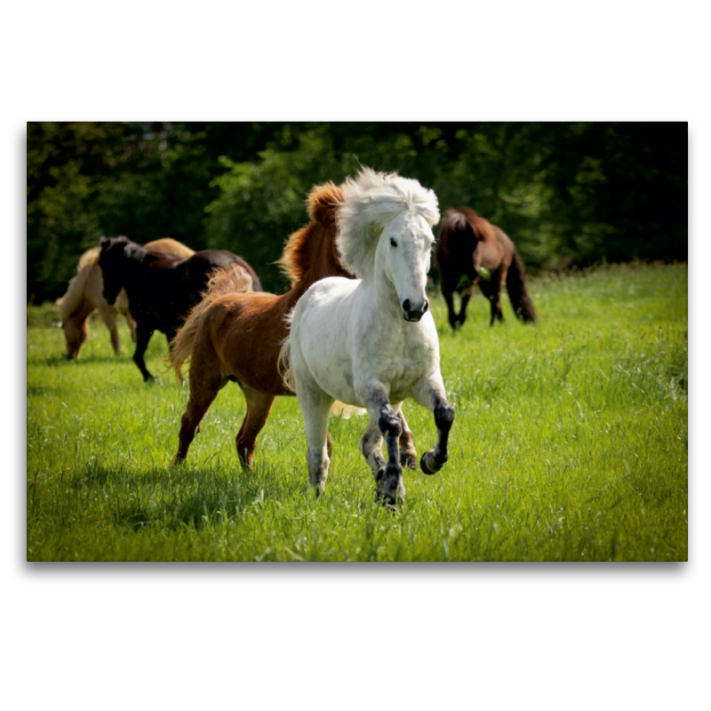 Ein Motiv aus dem Kalender Isländer - icelandic horses