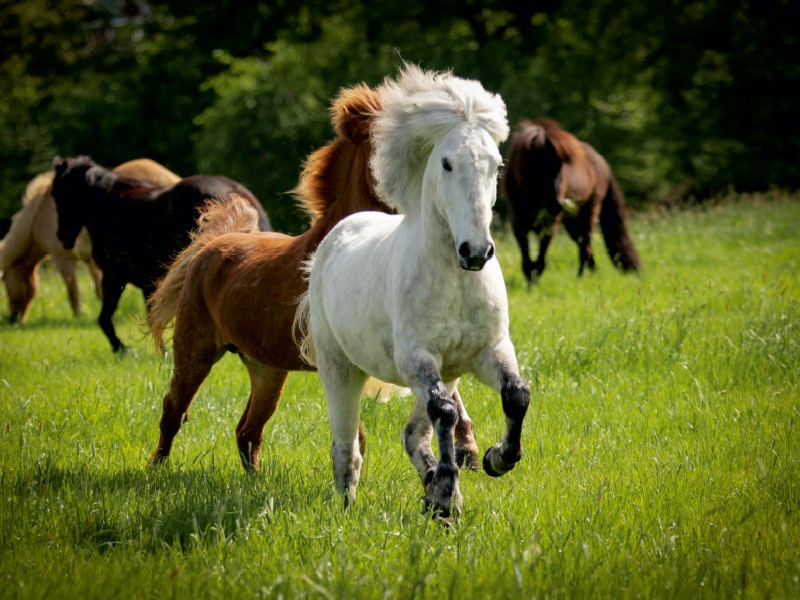 Ein Motiv aus dem Kalender Isländer - icelandic horses