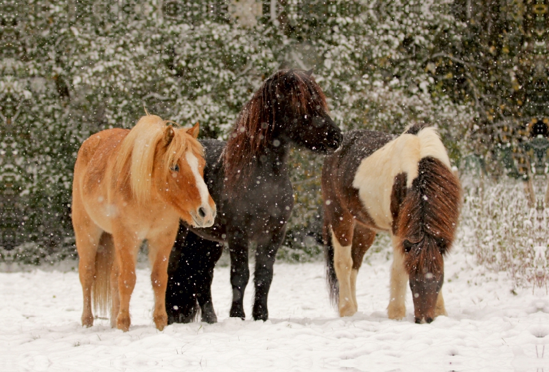 Ein Motiv aus dem Kalender Isländer - icelandic horses