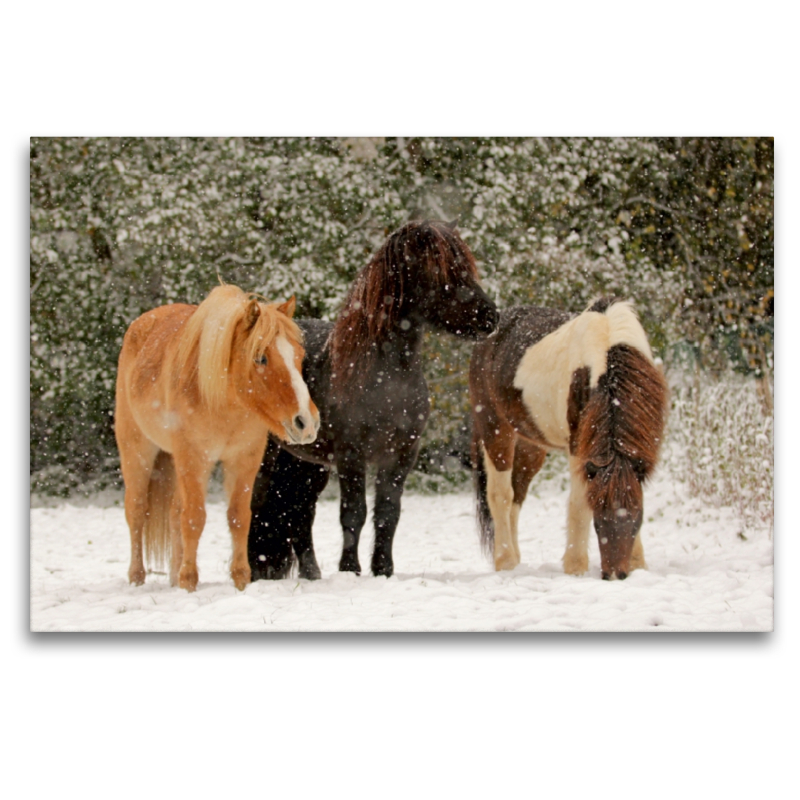 Ein Motiv aus dem Kalender Isländer - icelandic horses