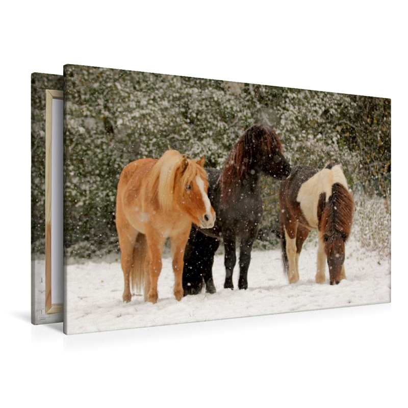 Ein Motiv aus dem Kalender Isländer - icelandic horses