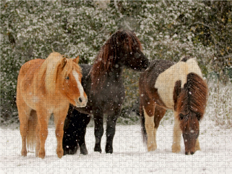 Ein Motiv aus dem Kalender Isländer - icelandic horses