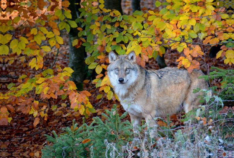 Wolf im Herbstwald