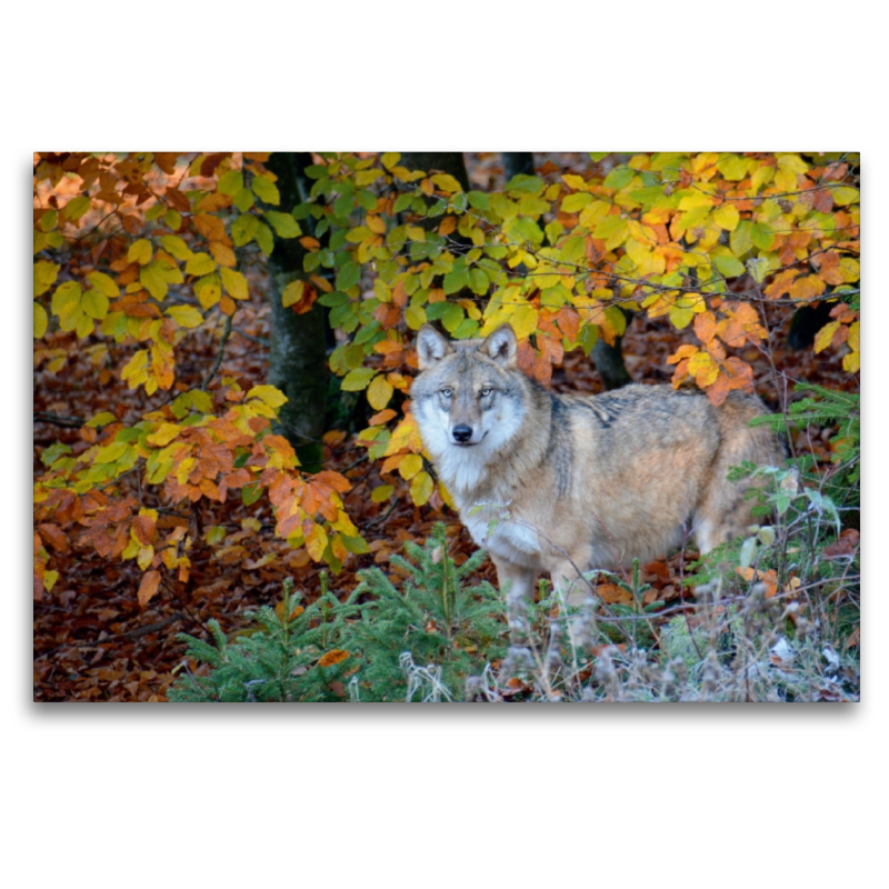 Wolf im Herbstwald