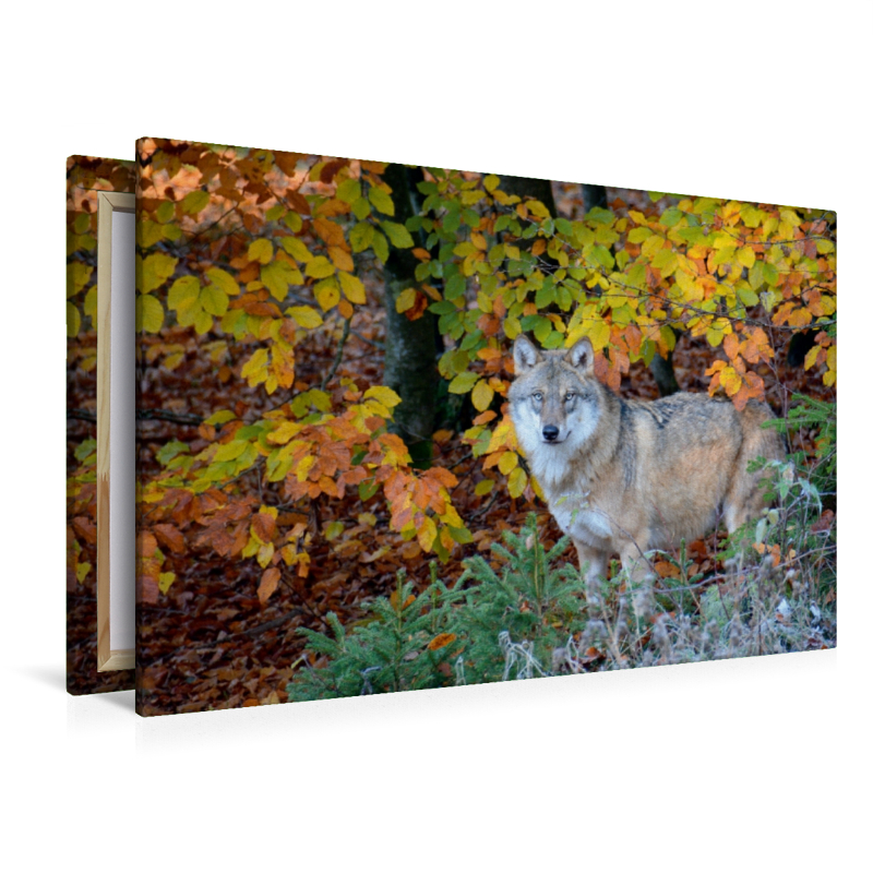 Wolf im Herbstwald