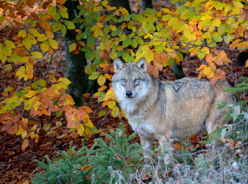 Wolf im Herbstwald