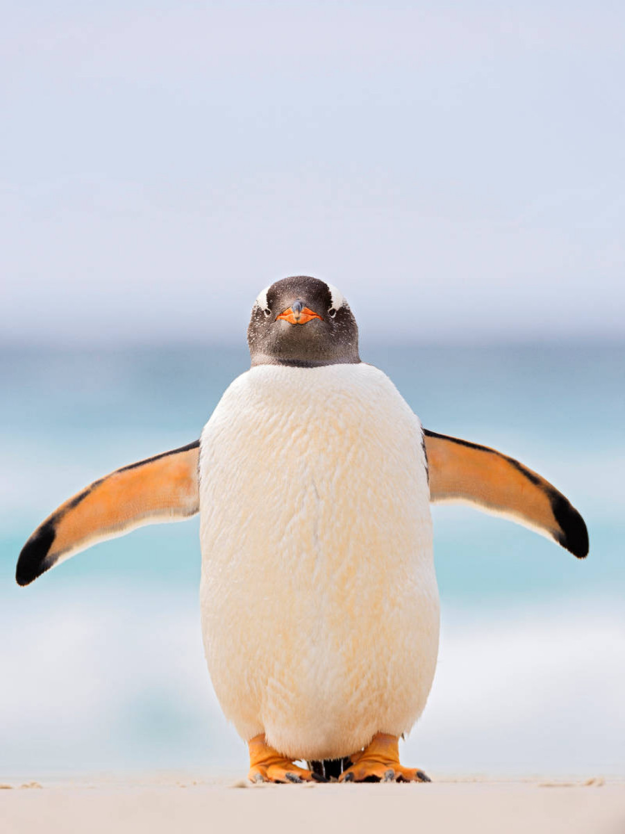 Hallo Pinguin