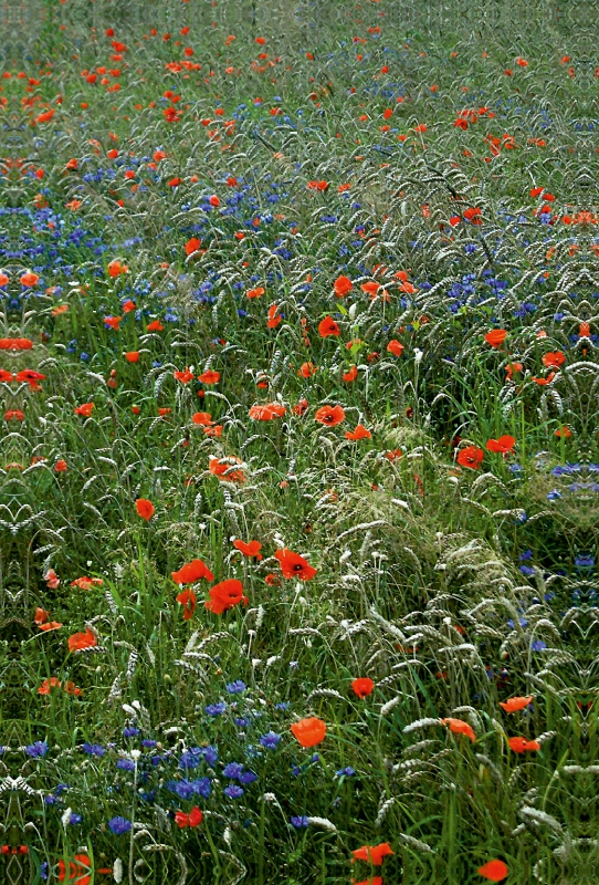 Mohn und Kornblumen