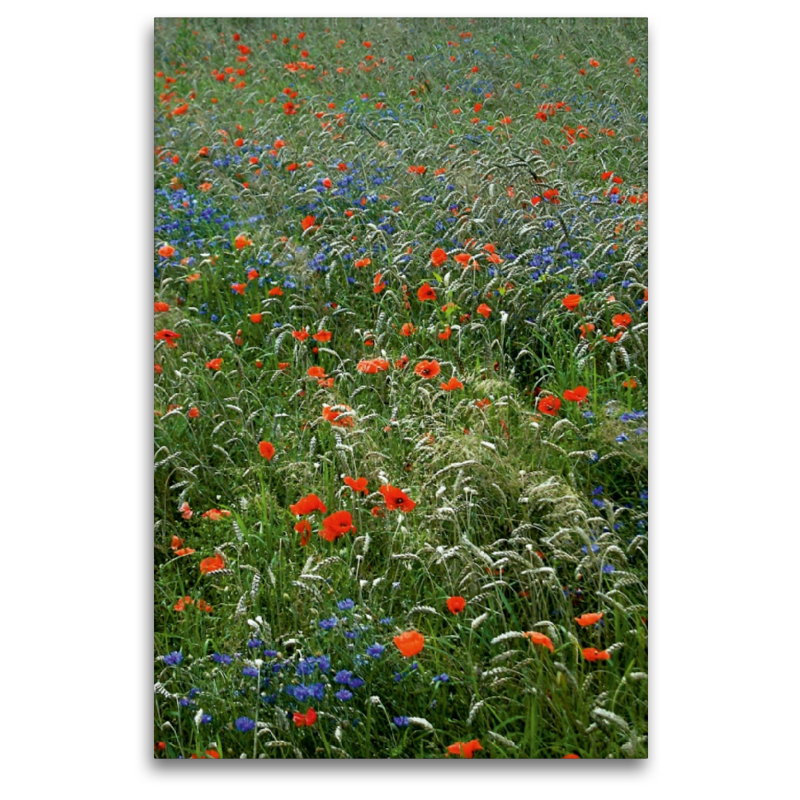 Mohn und Kornblumen