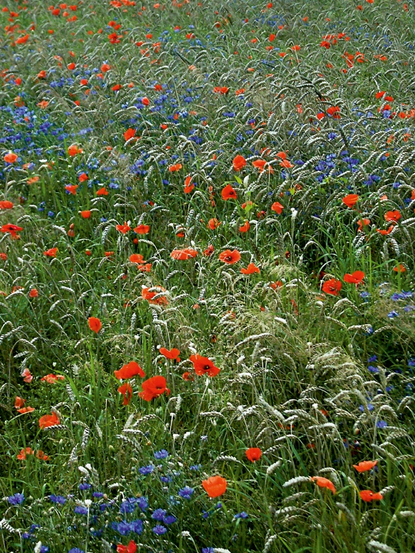 Mohn und Kornblumen