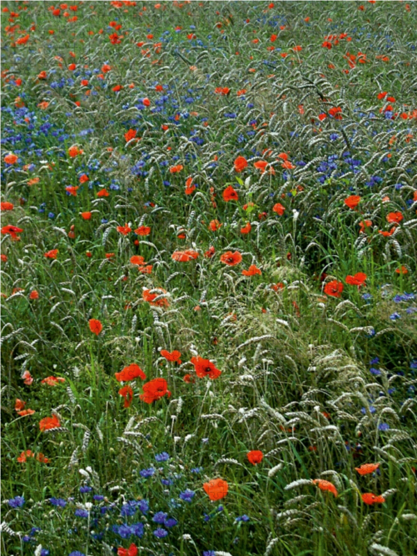 Mohn und Kornblumen