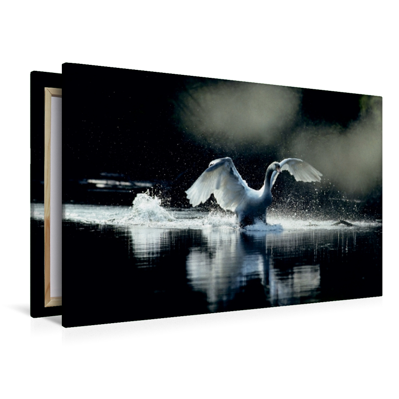 Ein Bild SWANS Kalender. weiß Eleganz