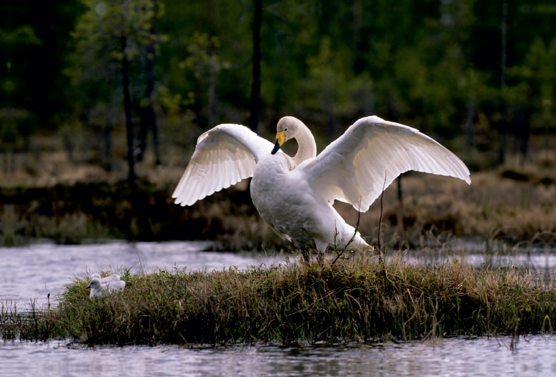 Singschwäne. Finnland