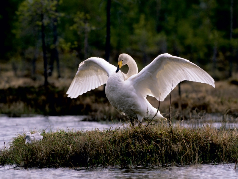 Singschwäne. Finnland