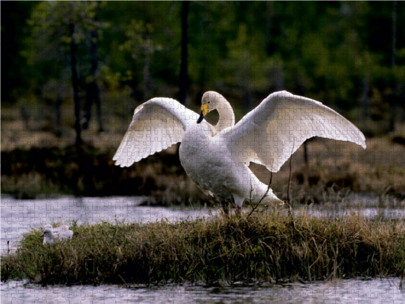 Singschwäne. Finnland