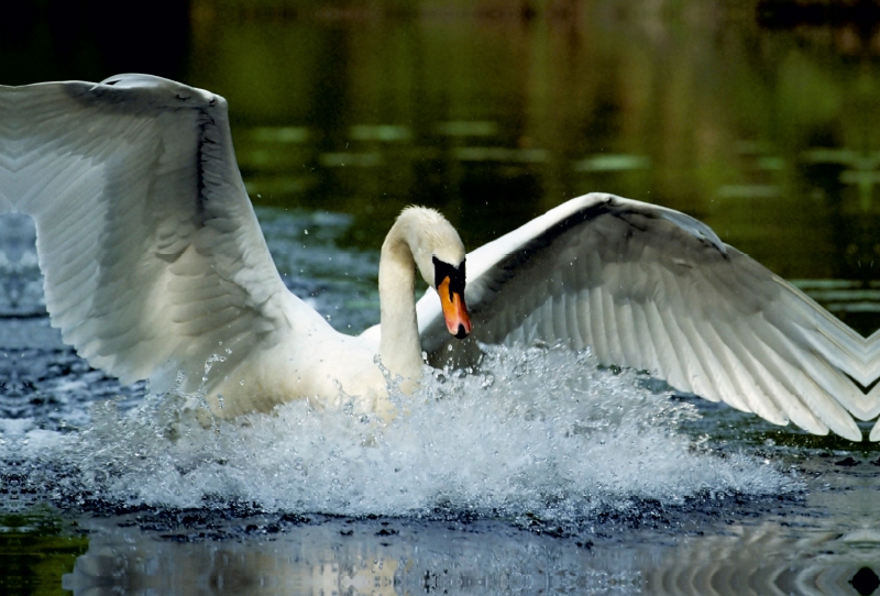 Mute Swan. Frankreich