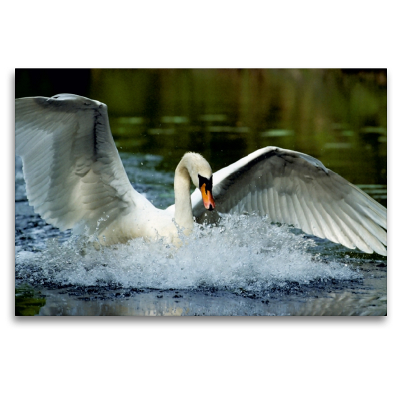 Mute Swan. Frankreich