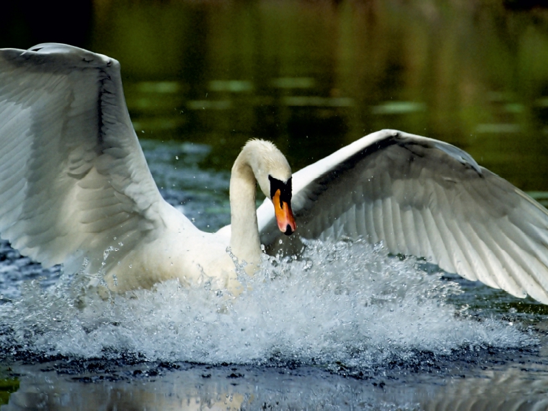 Mute Swan. Frankreich