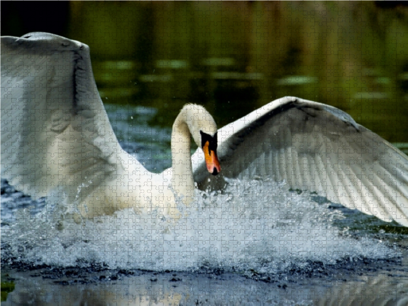 Mute Swan. Frankreich