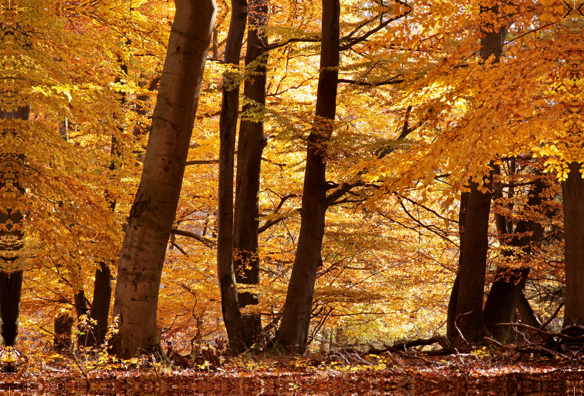 Herbstlicher Buchenwald bei Niedernhausen