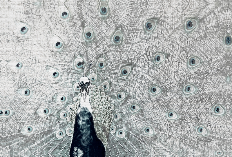 Pfau